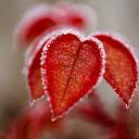 Frosted heart leaves  screen for extension Chrome web store in OffiDocs Chromium