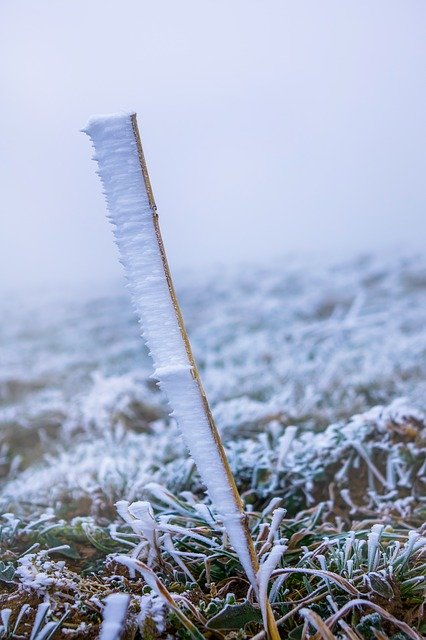 Téléchargement gratuit Frost Fog Plant - photo ou image gratuite à éditer avec l'éditeur d'images en ligne GIMP