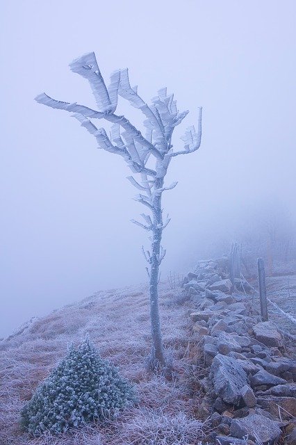 Unduh gratis Frost Fog Tree - foto atau gambar gratis untuk diedit dengan editor gambar online GIMP