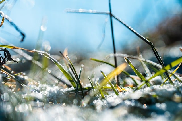 Free download frost frozen grass cold free picture to be edited with GIMP free online image editor