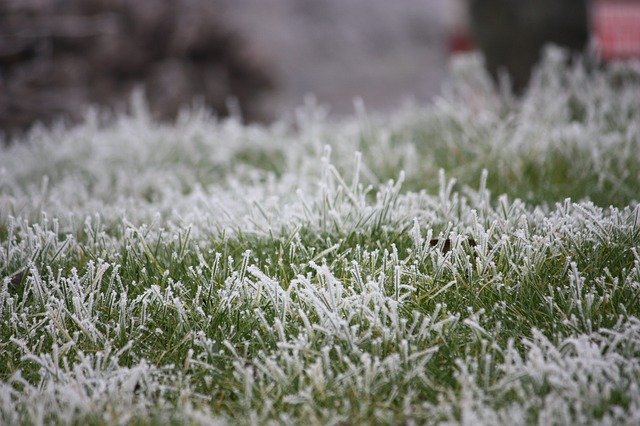 Téléchargement gratuit Frost Grass Prairie - photo ou image gratuite à éditer avec l'éditeur d'images en ligne GIMP