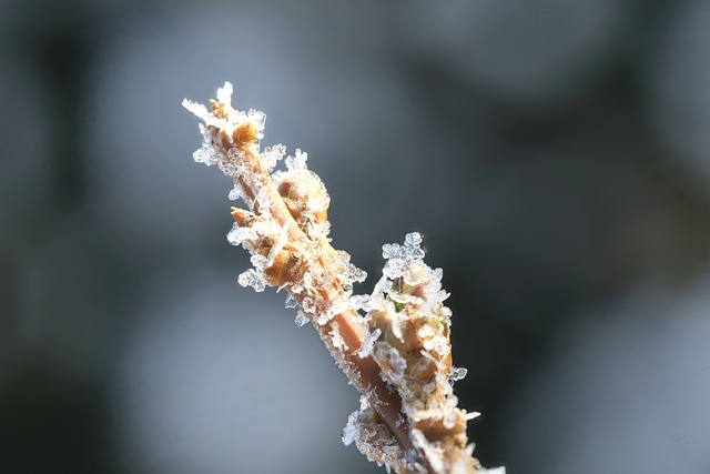 Free download frost ice crystals branch winter free picture to be edited with GIMP free online image editor