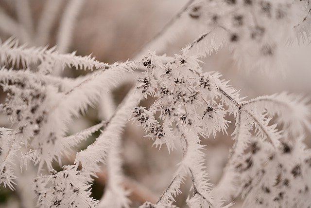 Free download frost ice hoarfrost cold winter free picture to be edited with GIMP free online image editor