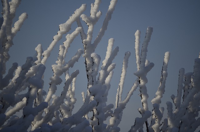 Free graphic frost ice stalks snow capped to be edited by GIMP free image editor by OffiDocs