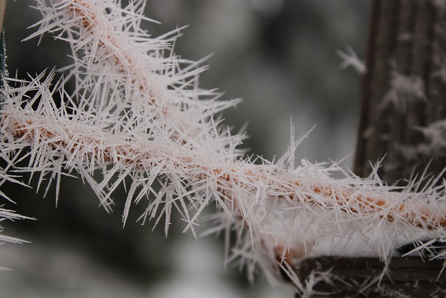 Free download frost ice winter rime fence free picture to be edited with GIMP free online image editor