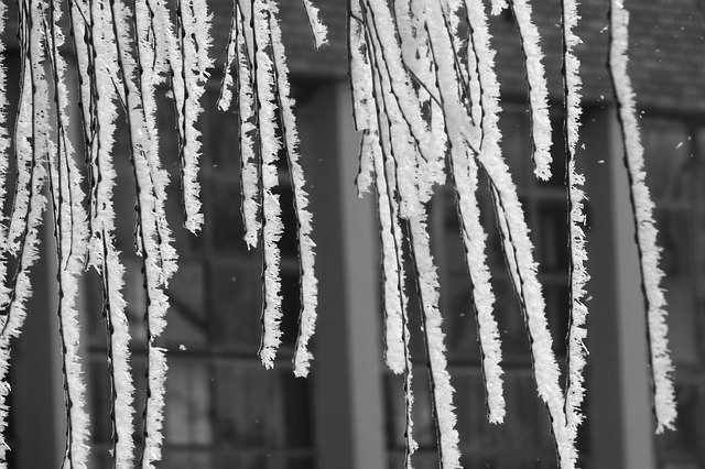 Безкоштовно завантажте безкоштовний шаблон фотографій Frost Icing The Branches Of для редагування онлайн-редактором зображень GIMP