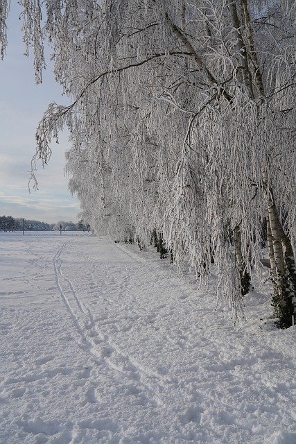 Free download Frost Icy Winter -  free photo or picture to be edited with GIMP online image editor