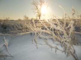 Free download Frost in Zimmerman, Minnesota free photo or picture to be edited with GIMP online image editor