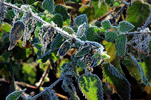 Free download frost leaves tree snow ice winter free picture to be edited with GIMP free online image editor