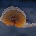 Frost mushrooms  screen for extension Chrome web store in OffiDocs Chromium