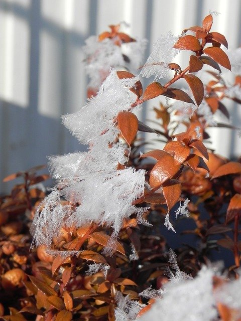Téléchargement gratuit Frost Nature Winter - photo ou image gratuite à éditer avec l'éditeur d'images en ligne GIMP