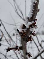 Free download Frost on cherry tree free photo or picture to be edited with GIMP online image editor