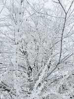 Free download Frost on tree free photo or picture to be edited with GIMP online image editor