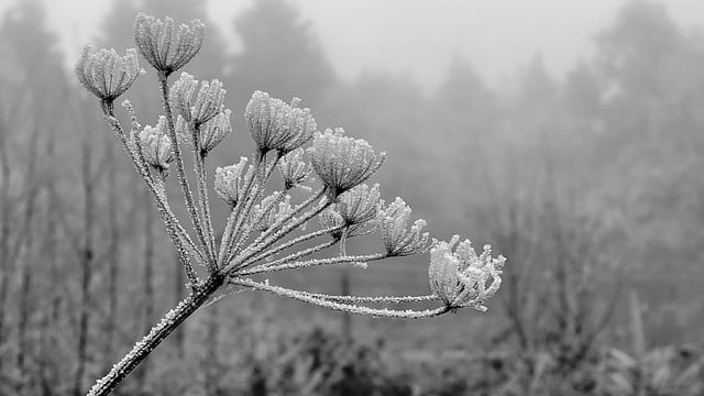 Free graphic frost plant winter cold to be edited by GIMP free image editor by OffiDocs