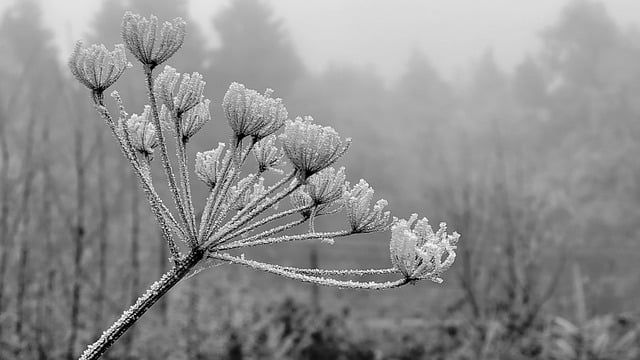 Free download frost plant winter cold free picture to be edited with GIMP free online image editor