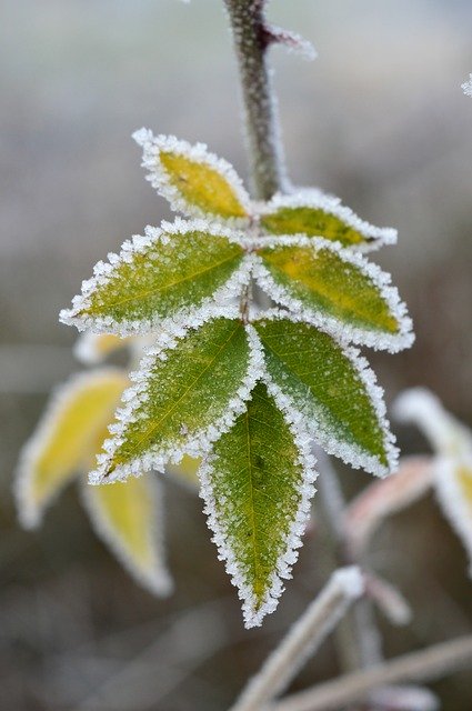 Free download Frost Ripe Cold -  free photo or picture to be edited with GIMP online image editor