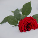 Frost rose  screen for extension Chrome web store in OffiDocs Chromium