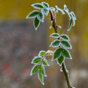 Frost rose tree  screen for extension Chrome web store in OffiDocs Chromium