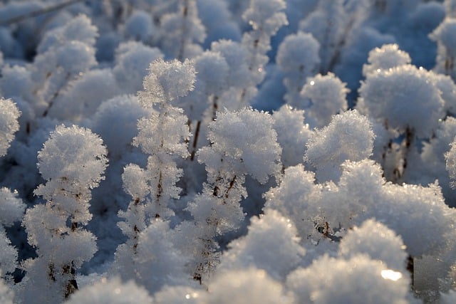 Free download frost snow winter cold nature free picture to be edited with GIMP free online image editor