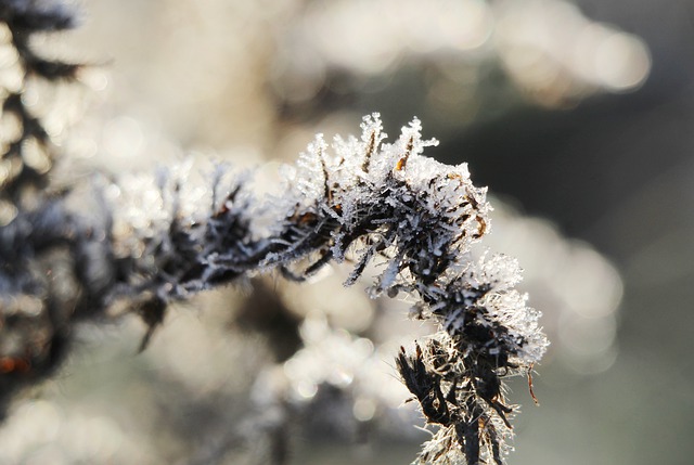 Free download frost sprig winter snow close up free picture to be edited with GIMP free online image editor