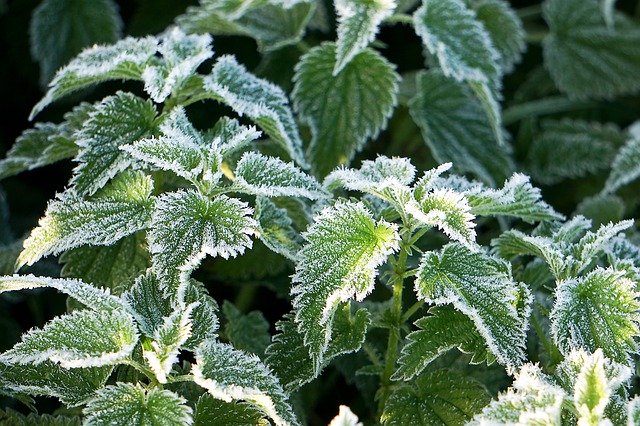 Free download Frost Stinging Nettle Cold -  free free photo or picture to be edited with GIMP online image editor