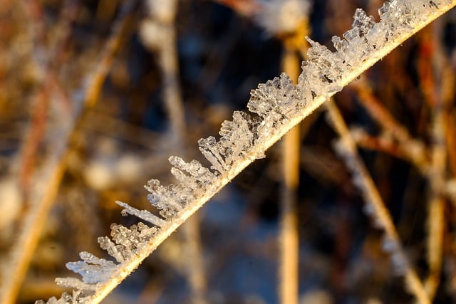 Free download frost winter branch snow nature free picture to be edited with GIMP free online image editor