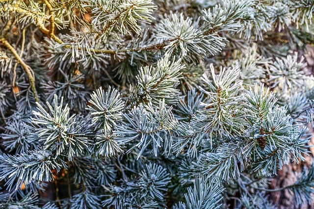 Muat turun percuma frost winter cold tree forest rahang gambar percuma untuk diedit dengan GIMP editor imej dalam talian percuma