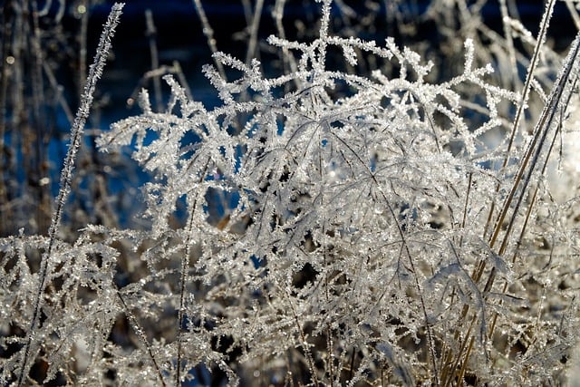 Free download frost winter grass cold nature free picture to be edited with GIMP free online image editor
