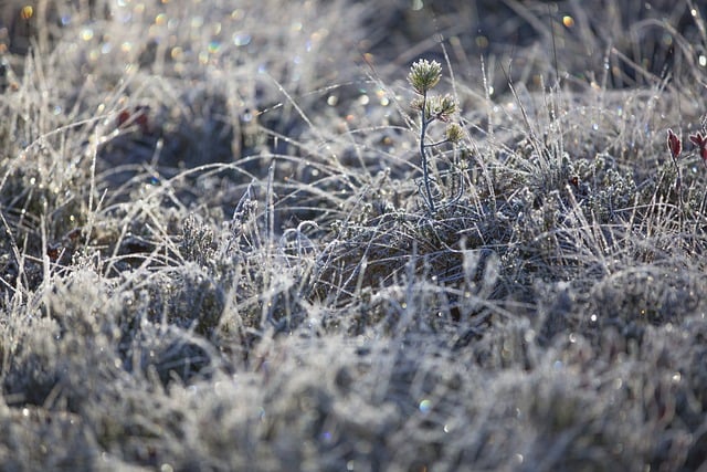Free download frost winter grass ice snow free picture to be edited with GIMP free online image editor