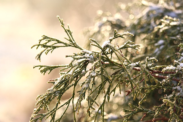 دانلود رایگان عکس بستنی سرد زمستانی یخبندان برای ویرایش با ویرایشگر تصویر آنلاین رایگان GIMP