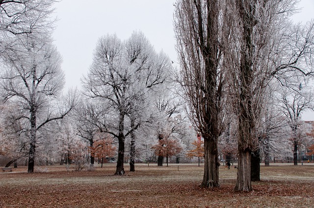 Free download frost winter trees park nature free picture to be edited with GIMP free online image editor