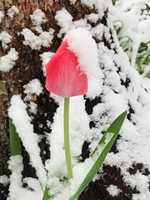 Free download FROSTY TULIP free photo or picture to be edited with GIMP online image editor