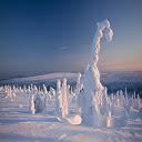 Frozen Forest  screen for extension Chrome web store in OffiDocs Chromium