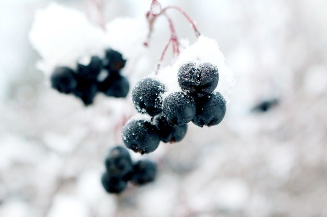 Free download Frozen Grapes Winter -  free photo or picture to be edited with GIMP online image editor