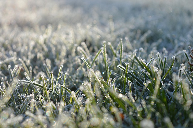 Free download frozen grass lawn frozen free picture to be edited with GIMP free online image editor