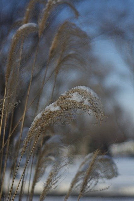 Téléchargement gratuit Frozen Grass Nature - photo ou image gratuite à éditer avec l'éditeur d'images en ligne GIMP
