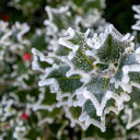 Frozen green leaves  screen for extension Chrome web store in OffiDocs Chromium