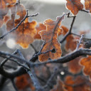 Frozen in Time  screen for extension Chrome web store in OffiDocs Chromium Frozen in Time  screen for extension Chrome web store in OffiDocs Chromium