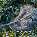 Frozen Leaf  screen for extension Chrome web store in OffiDocs Chromium