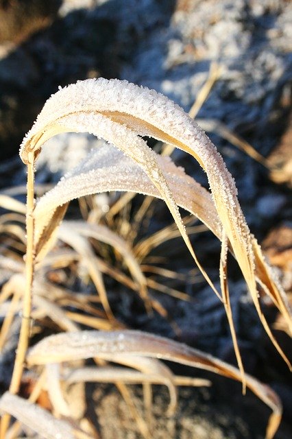 Free download Frozen Nature Winter -  free photo or picture to be edited with GIMP online image editor