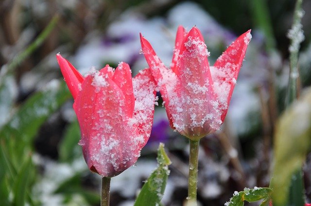 Free download Frozen Tulips Spring -  free photo or picture to be edited with GIMP online image editor