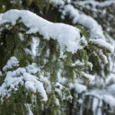 Frozen Winter Pine Tree  screen for extension Chrome web store in OffiDocs Chromium