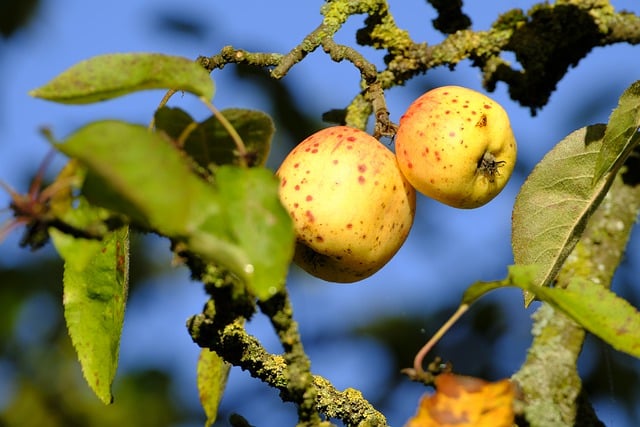 Descărcare gratuită fructe mere mere sălbatice cad pom poza gratuită pentru a fi editată cu editorul de imagini online gratuit GIMP