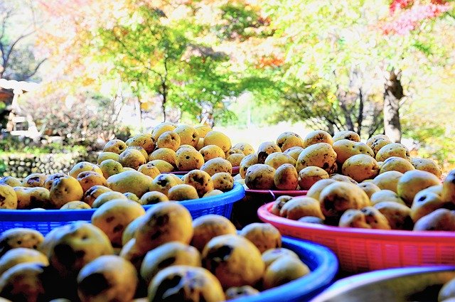 Free picture Fruit Autumn Chinese Quince Motor -  to be edited by GIMP free image editor by OffiDocs
