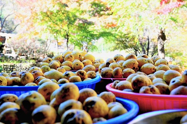 Bezpłatne pobieranie Fruit Autumn Chinese Quince Motor - bezpłatne zdjęcie lub obraz do edycji za pomocą internetowego edytora obrazów GIMP