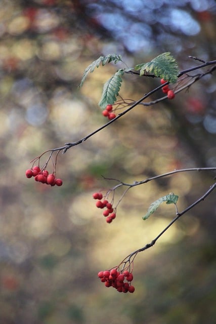 Бесплатно скачать фрукты ягоды органический рост красный бесплатное изображение для редактирования в GIMP бесплатный онлайн-редактор изображений