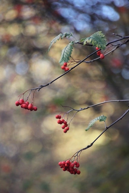 Téléchargement gratuit de l'image gratuite de croissance organique de baies de fruits rouge à éditer avec l'éditeur d'images en ligne gratuit GIMP