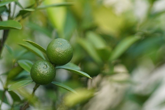 Free download fruit calamansi organic vitamin c free picture to be edited with GIMP free online image editor