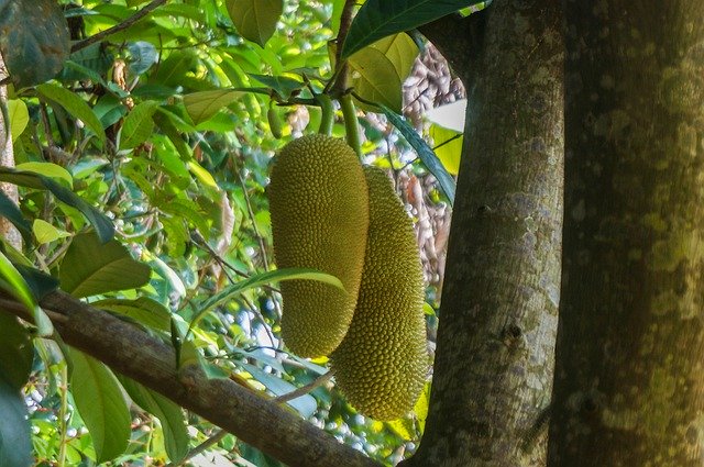 Free download Fruit Cempedak Jackfruit -  free photo or picture to be edited with GIMP online image editor
