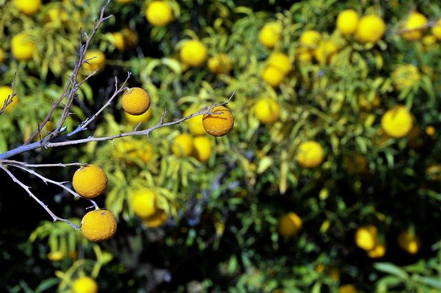 Free download fruit citron autumn tree lemon free picture to be edited with GIMP free online image editor